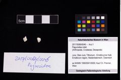 Foto (Objekt + Etikett) von Paguroidea indet.  (NHMW-GEO-2017-0089-0046)